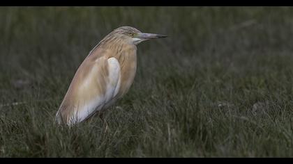 Squacco Heron