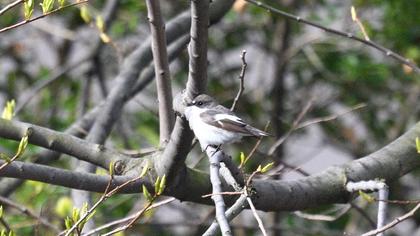 European Pied Flycatcher