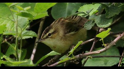 Kındıra kamışçını