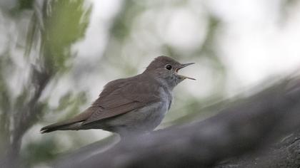 Common Nightingale