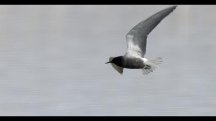 Black Tern