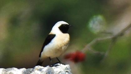 Black-eared Wheatear