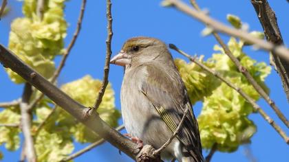 European Greenfinch
