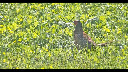 Common Pheasant