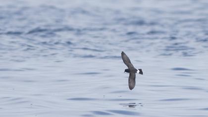 European Storm Petrel