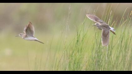 Wood Sandpiper