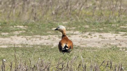 Ruddy Shelduck