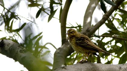 Tree Pipit