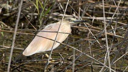 Squacco Heron