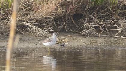 Marsh Sandpiper