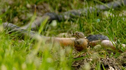 Ortolan Bunting