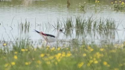 Black-winged Stilt