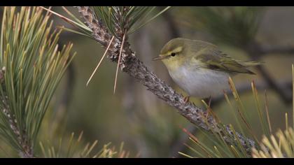 Wood Warbler