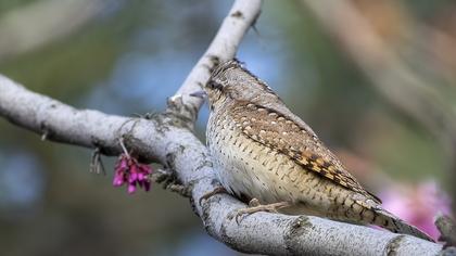 Eurasian Wryneck