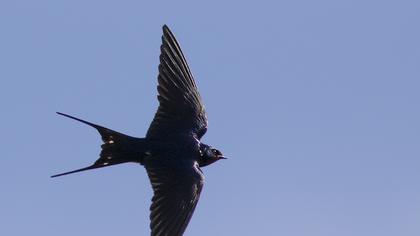 Barn Swallow