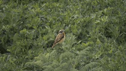 Whinchat