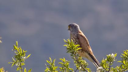 Common Kestrel