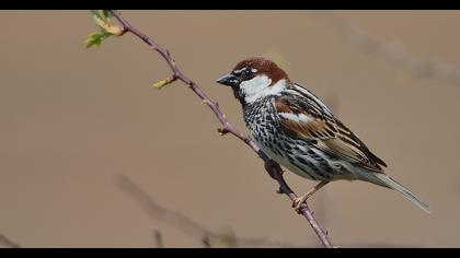 Spanish Sparrow