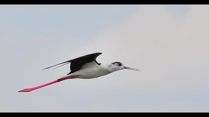 Black-winged Stilt