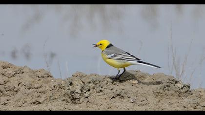 Citrine Wagtail
