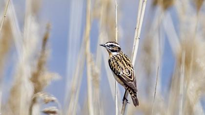 Whinchat