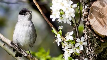 Eurasian Blackcap