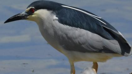 Black-crowned Night Heron