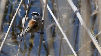 Eurasian Penduline Tit