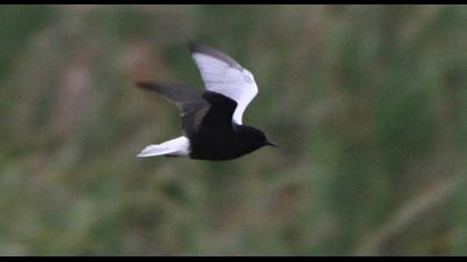White-winged Tern