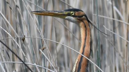 Purple Heron