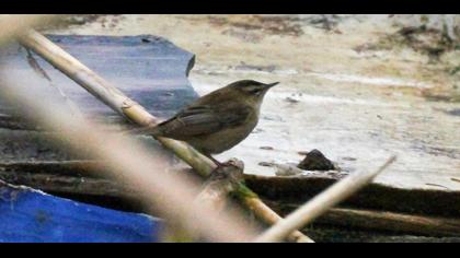 Sedge Warbler