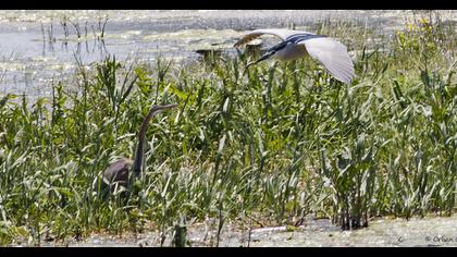 Black-crowned Night Heron