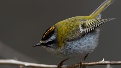 Common Firecrest