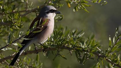 Red-backed Shrike