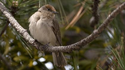 Eurasian Blackcap