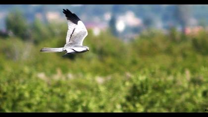 Montagu`s Harrier