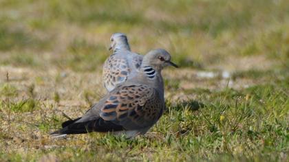 European Turtle Dove