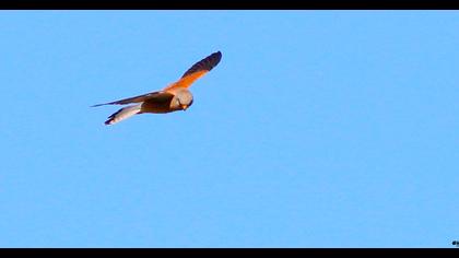 Lesser Kestrel