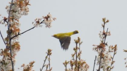 Eurasian Golden Oriole