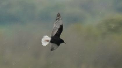 White-winged Tern