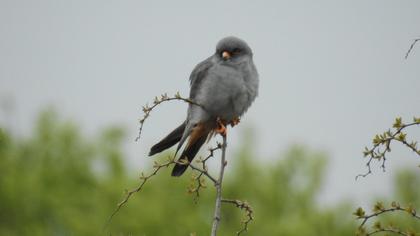 Red-footed Falcon