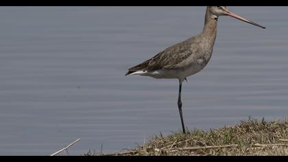 Black-tailed Godwit