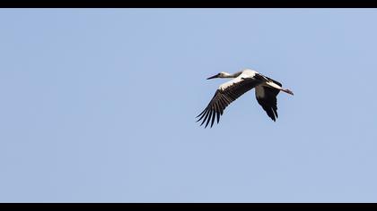 White Stork