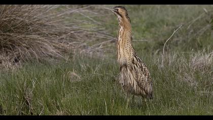 Eurasian Bittern