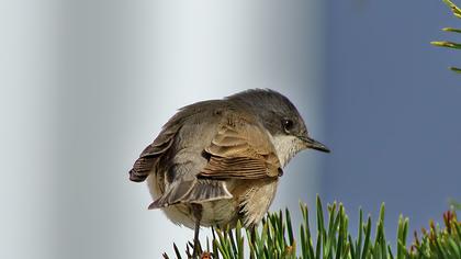 Lesser Whitethroat