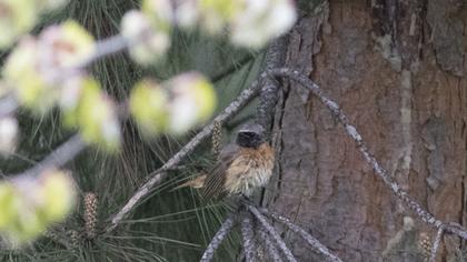 Common Redstart