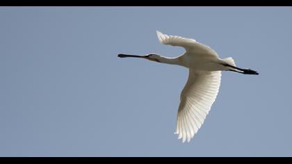 Eurasian Spoonbill