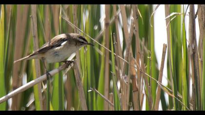 Sedge Warbler