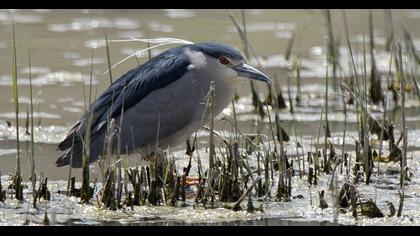 Black-crowned Night Heron