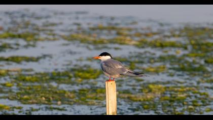 Common Tern